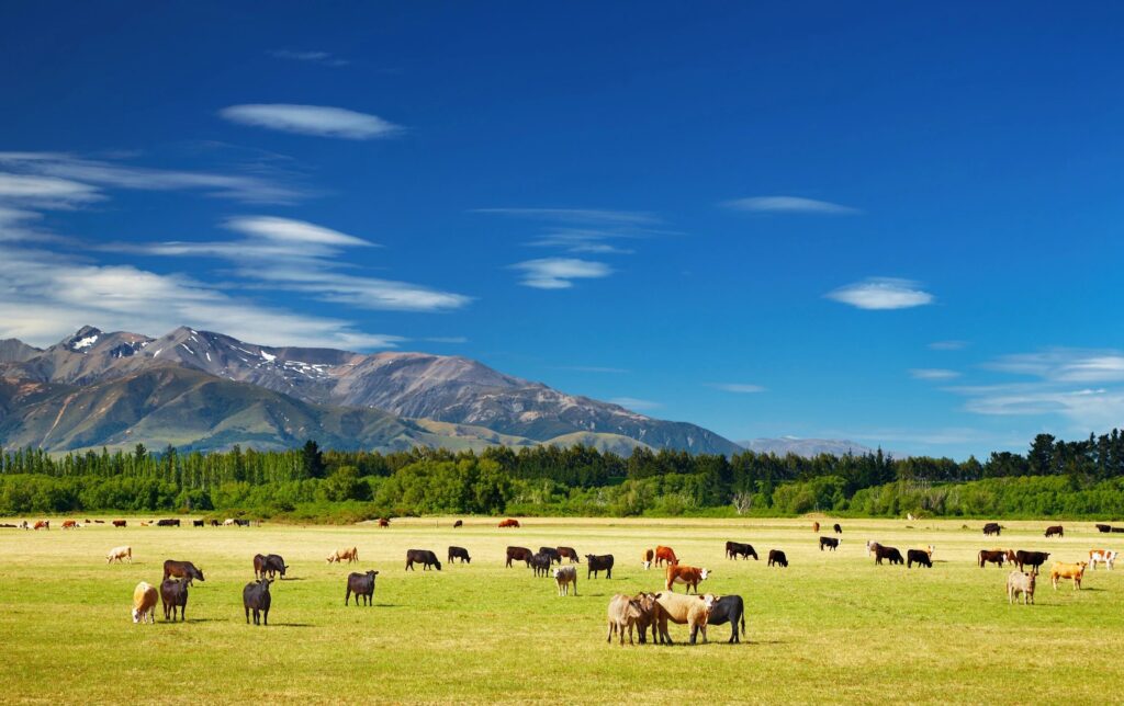 A herd of cattle grazing in an open field.